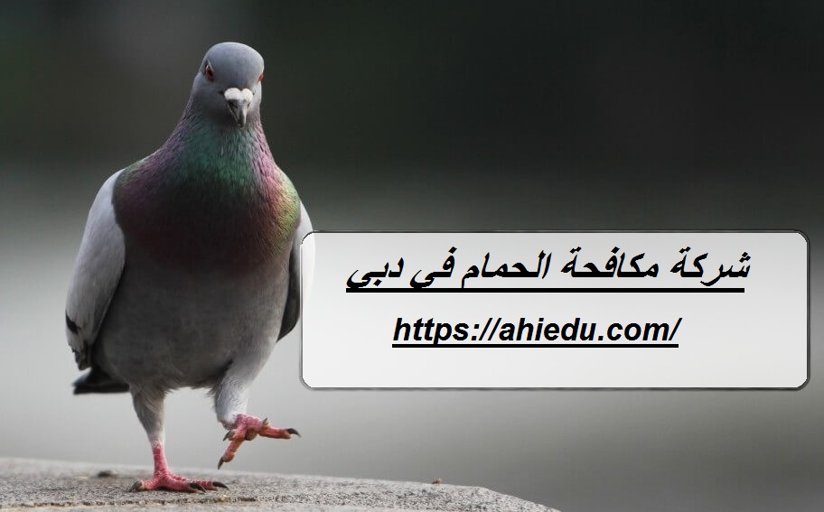 شركة مكافحة الحمام في دبي