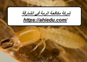 شركة مكافحة الرمة في الشارقة
