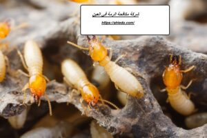 شركة مكافحة الرمة في العين