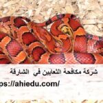 شركة مكافحة الثعابين في الشارقة