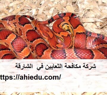 شركة مكافحة الثعابين في الشارقة