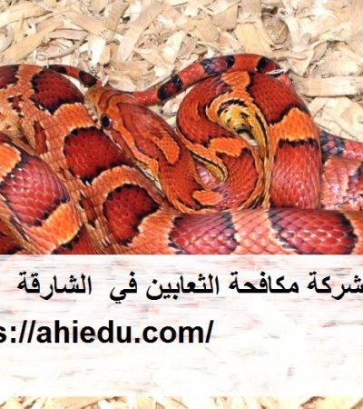 شركة مكافحة الثعابين في الشارقة