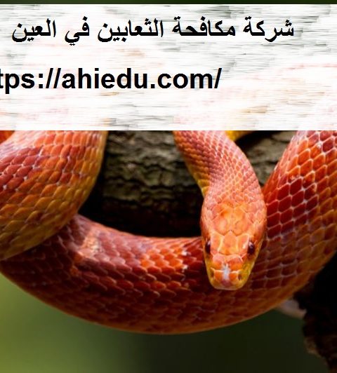 شركة مكافحة الثعابين في العين شركة مكافحة الثعابين في العين