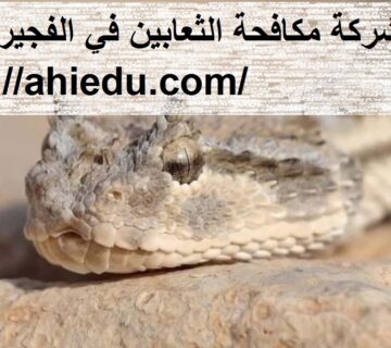 شركة مكافحة الثعابين في الفجيرة