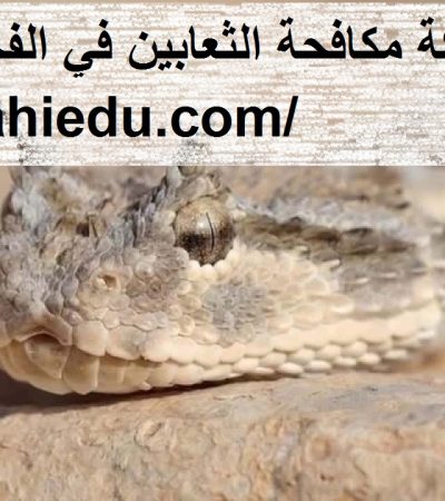 شركة مكافحة الثعابين في الفجيرة