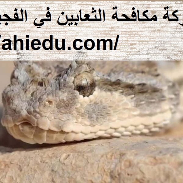شركة مكافحة الثعابين في الفجيرة شركة مكافحة الثعابين في الفجيرة