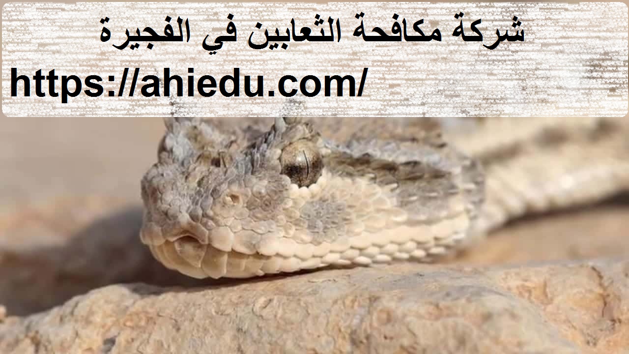 شركة مكافحة الثعابين في الفجيرة
