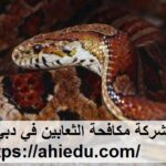شركة مكافحة الثعابين في دبي