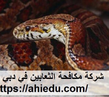 شركة مكافحة الثعابين في دبي