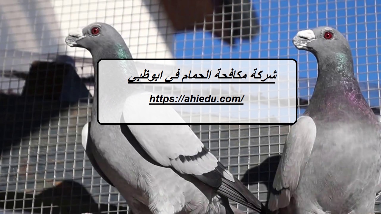 شركة مكافحة الحمام في ابوظبي