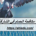 شركة مكافحة الحمام في الشارقة