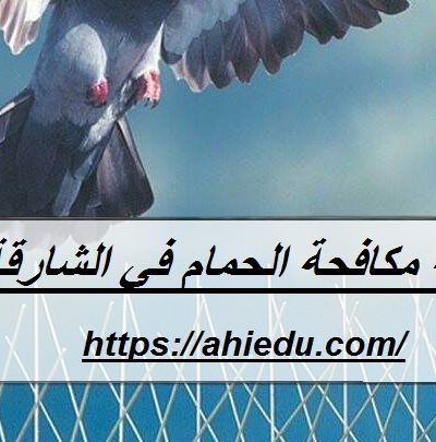 شركة مكافحة الحمام في الشارقة