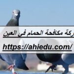 شركة مكافحة الحمام في العين