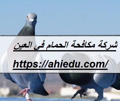 شركة مكافحة الحمام في العين