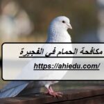 شركة مكافحة الحمام في الفجيرة