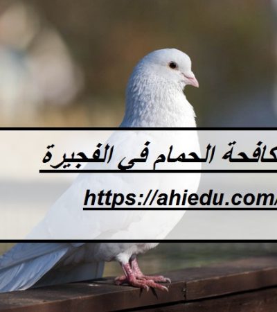 شركة مكافحة الحمام في الفجيرة