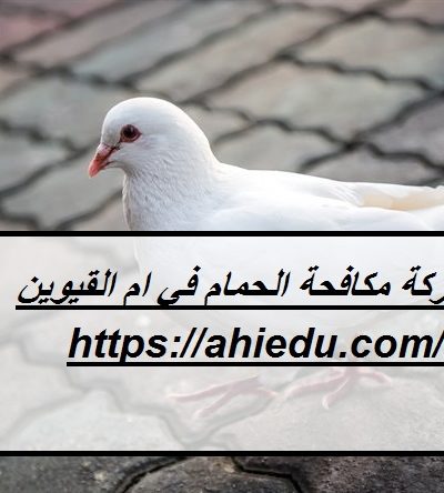 شركة مكافحة الحمام في ام القيوين