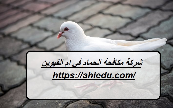 شركة مكافحة الحمام في ام القيوين