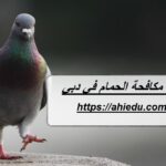 شركة مكافحة الحمام في دبي