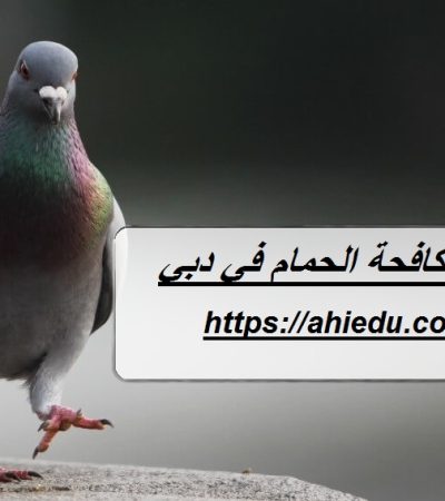 شركة مكافحة الحمام في دبي