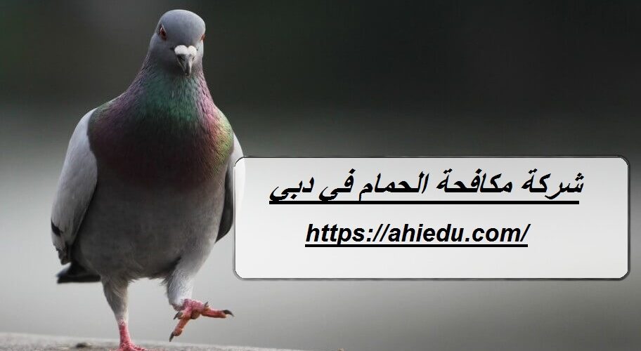 شركة مكافحة الحمام في دبي