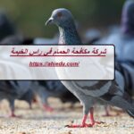 شركة مكافحة الحمام في راس الخيمة
