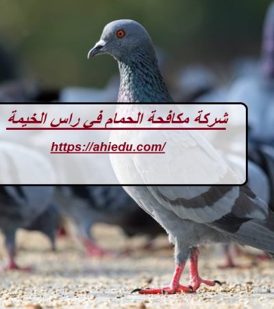 شركة مكافحة الحمام في راس الخيمة