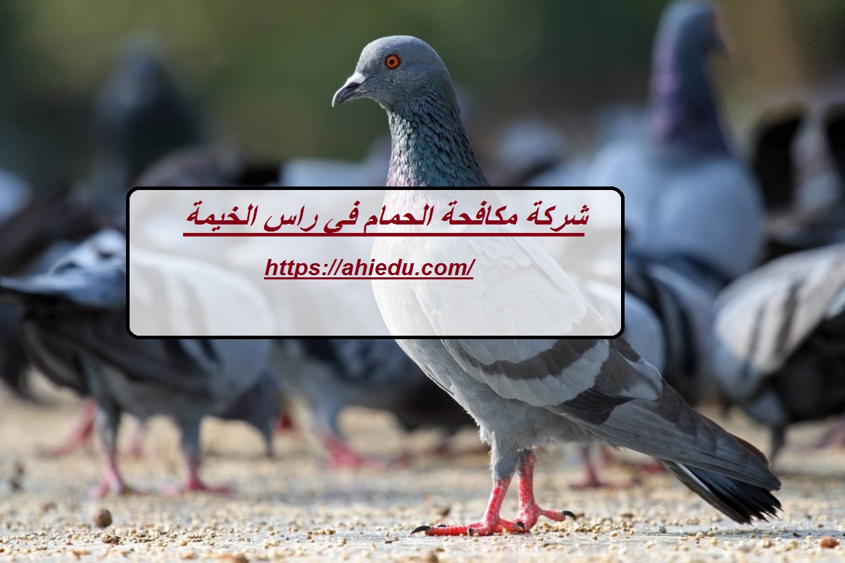 شركة مكافحة الحمام في راس الخيمة