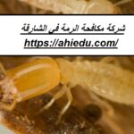 شركة مكافحة الرمة في الشارقة