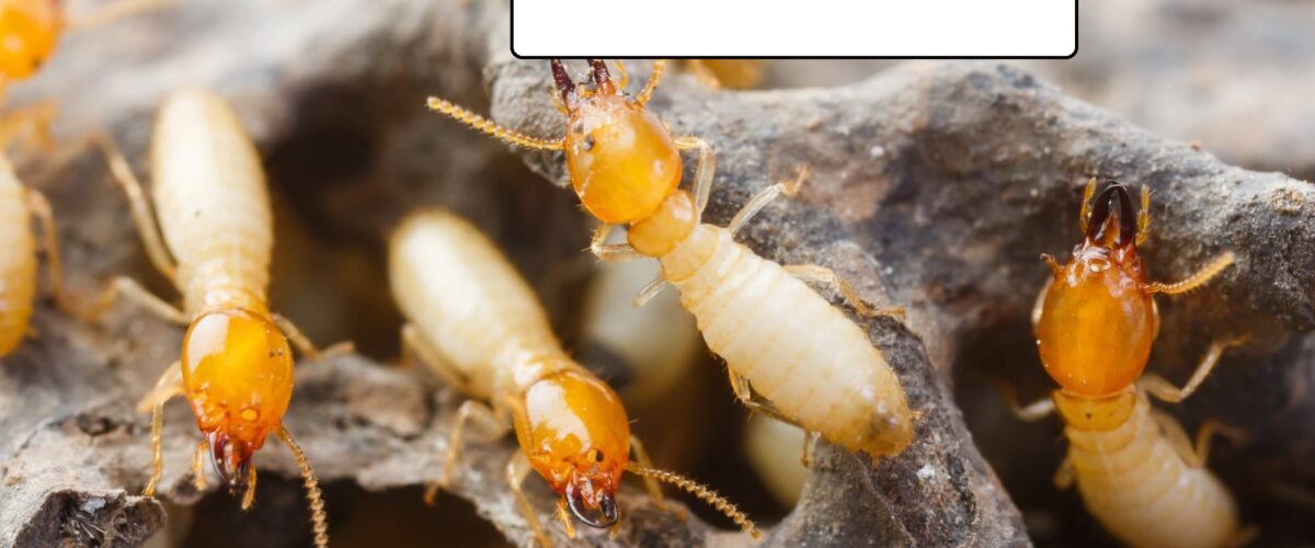 شركة مكافحة الرمة في العين