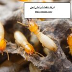 شركة مكافحة الرمة في العين