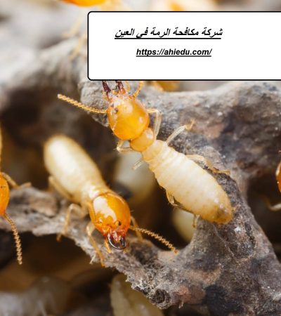 شركة مكافحة الرمة في العين