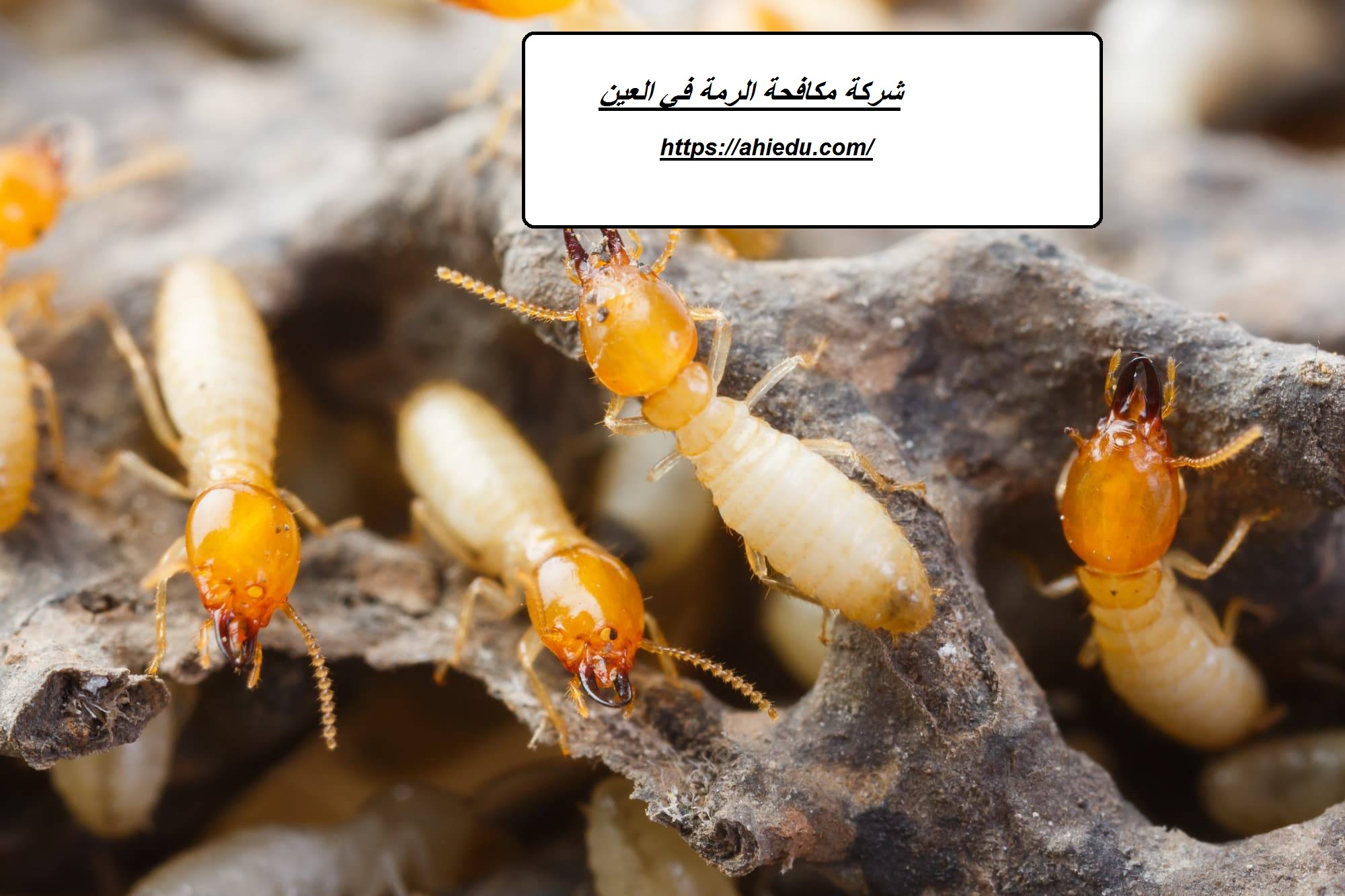 شركة مكافحة الرمة في العين