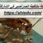 شركة مكافحة الصراصير في الشارقة