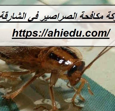 شركة مكافحة الصراصير في الشارقة