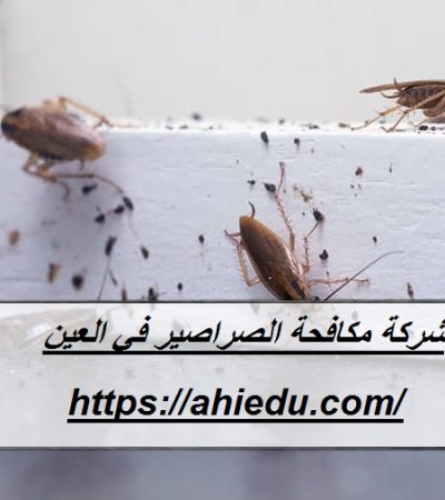شركة مكافحة الصراصير في العين