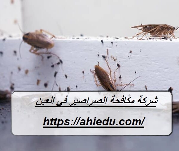 شركة مكافحة الصراصير في العين شركة مكافحة الصراصير في العين