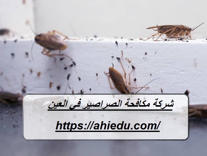شركة مكافحة الصراصير في العين