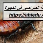 شركة مكافحة الصراصير في الفجيرة
