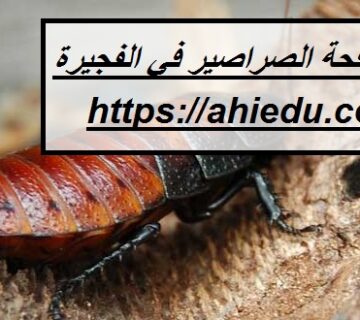 شركة مكافحة الصراصير في الفجيرة
