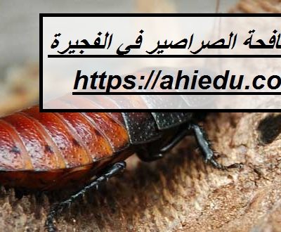 شركة مكافحة الصراصير في الفجيرة