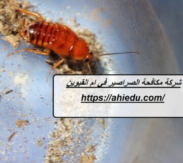 شركة مكافحة الصراصير في ام القيوين