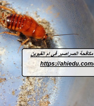 شركة مكافحة الصراصير في ام القيوين