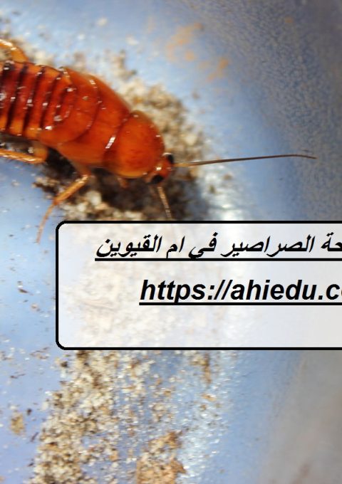 شركة مكافحة الصراصير في ام القيوين شركة مكافحة الصراصير في ام القيوين