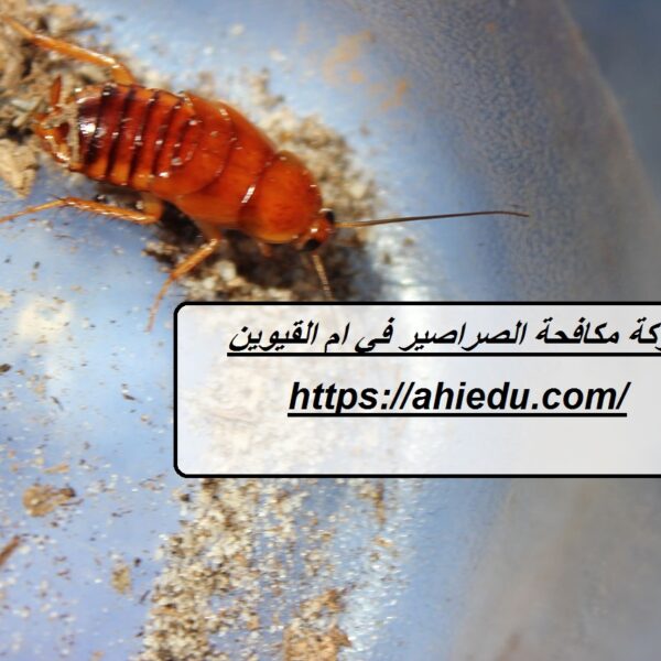 شركة مكافحة الصراصير في ام القيوين شركة مكافحة الصراصير في ام القيوين