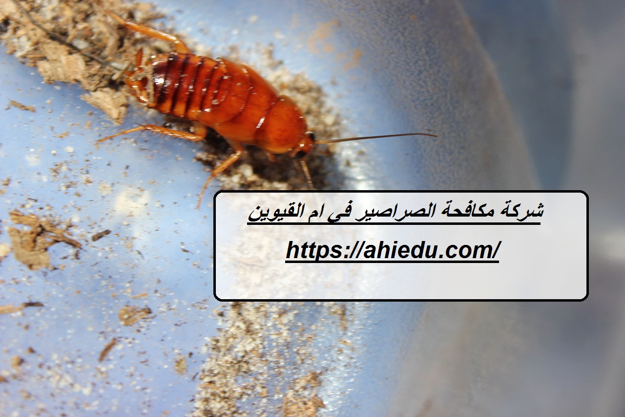 شركة مكافحة الصراصير في ام القيوين