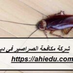 شركة مكافحة الصراصير في دبي