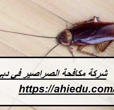 شركة مكافحة الصراصير في دبي