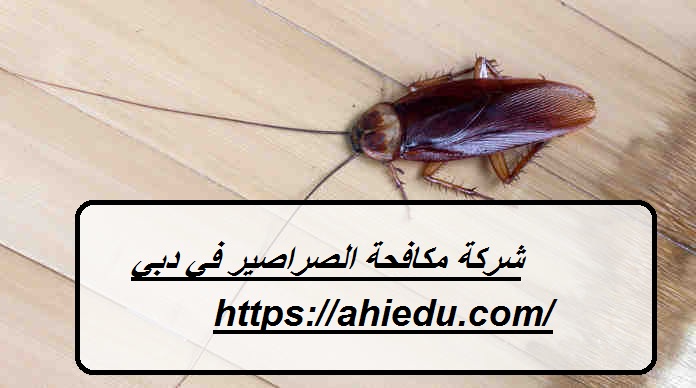 شركة مكافحة الصراصير في دبي