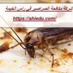 شركة مكافحة الصراصير في راس الخيمة